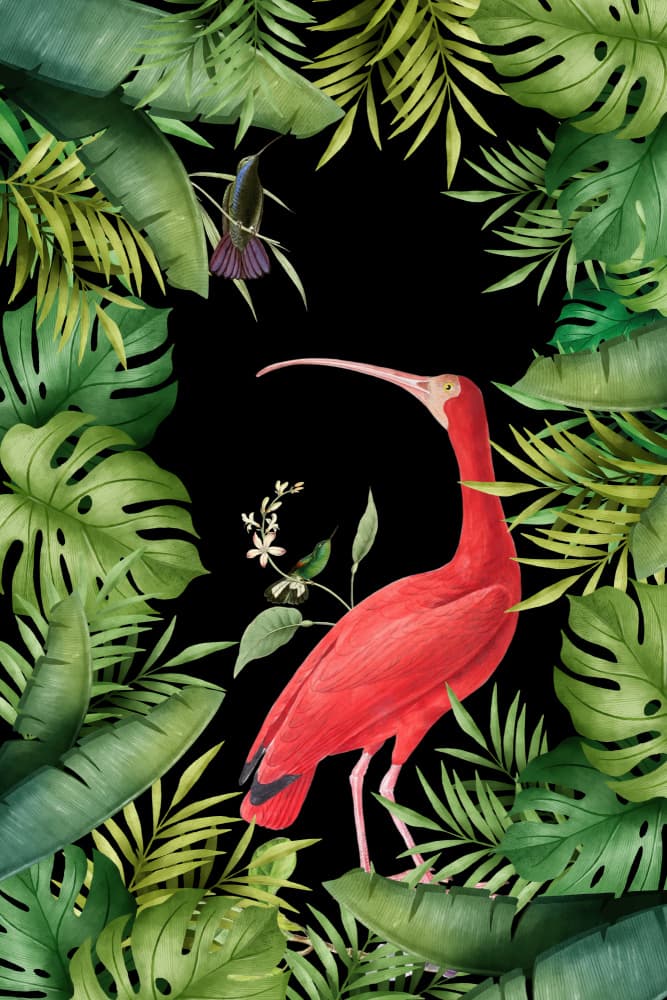 Scarlet Ibis Tropical Birds by Andrea Haase — canvas wall art