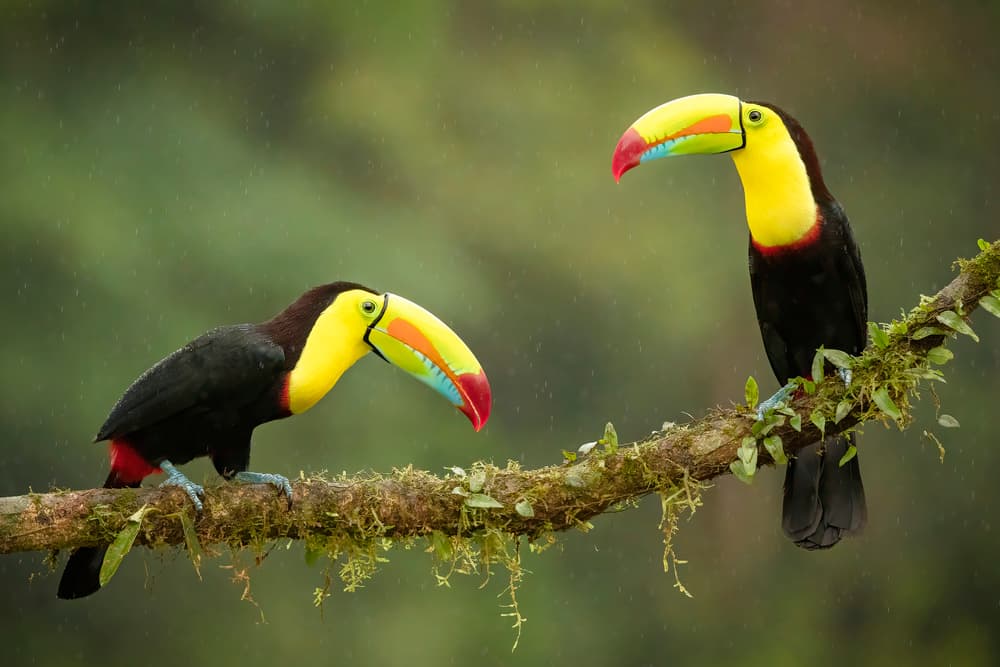 Colorful Rainforest Toucans by Renee Doyle — canvas wall art