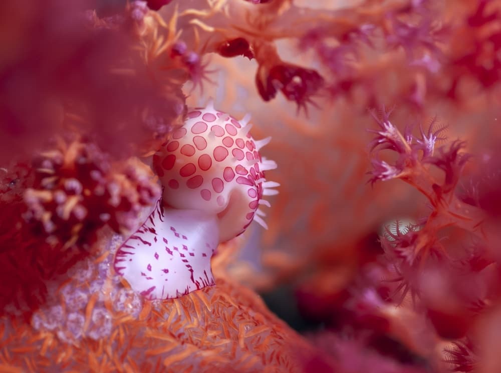 Pink Spotted Sea Slug by Yaron Halevy — canvas wall art
