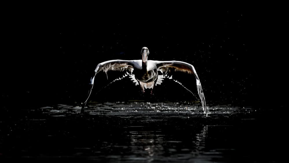 Dramatic Pelican Flight by Eiji Itoyama — canvas wall art