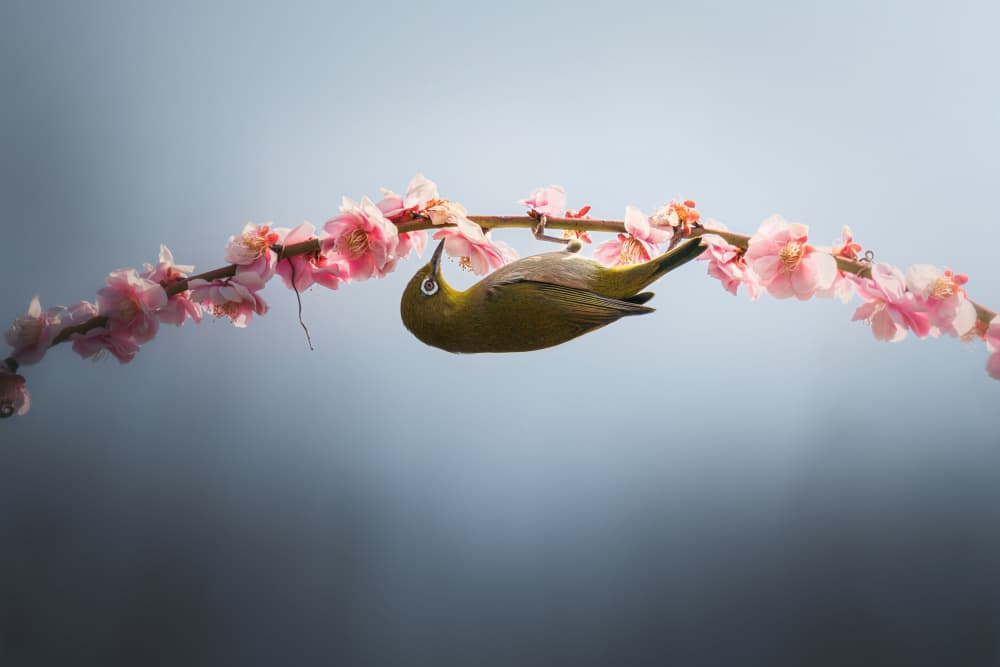 Delicate Plum Blossom Bird by Vu van quan — canvas wall art