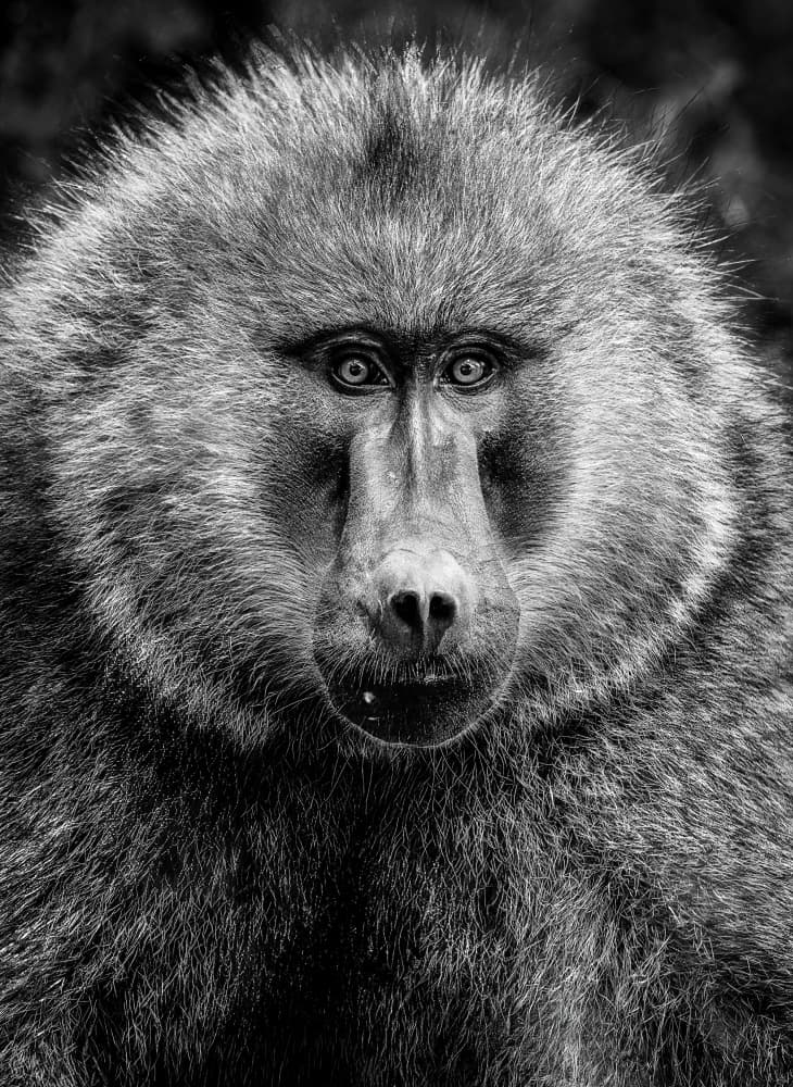 Intense Baboon Gaze by Serena Duan — canvas wall art