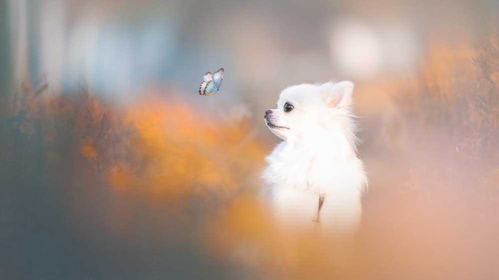 Curious Puppy Butterfly by Lienjp — canvas wall art