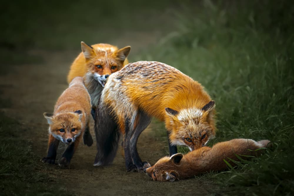 Wild Fox Family by Lydia Jacobs — canvas wall art