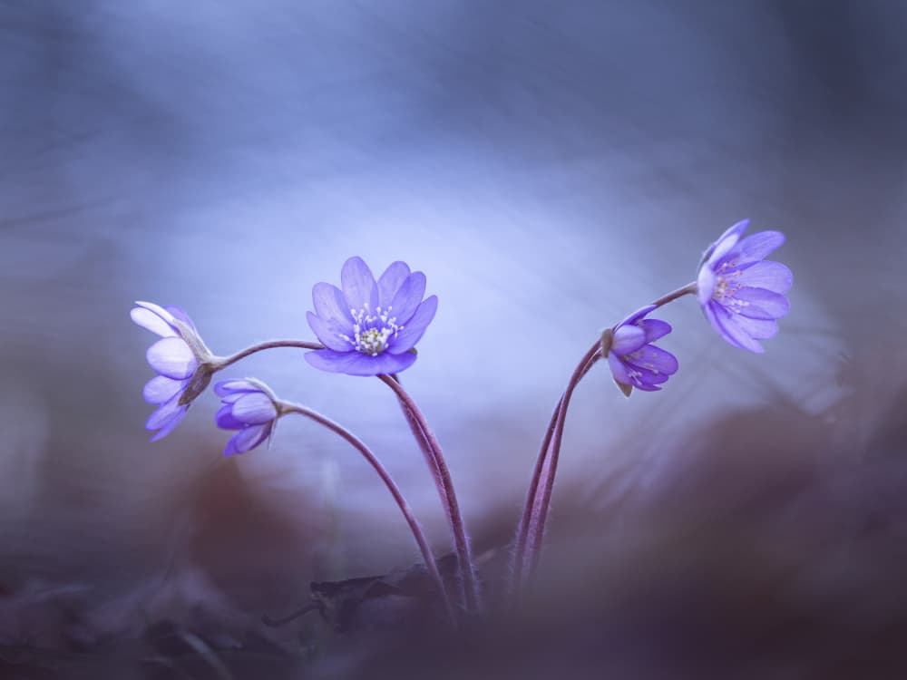 Delicate Purple Spring Flowers by Petra Dvorak — canvas wall art