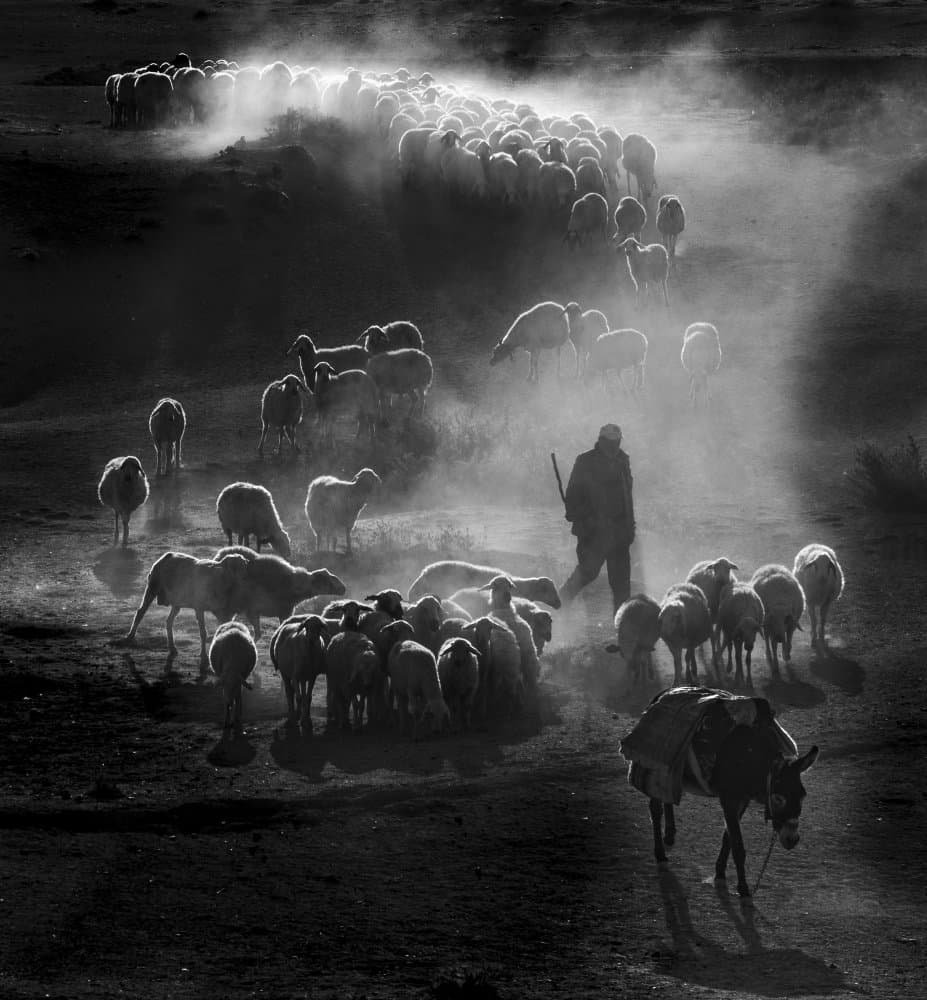 Shepherd's Dusty Journey by durmusceylan — canvas wall art