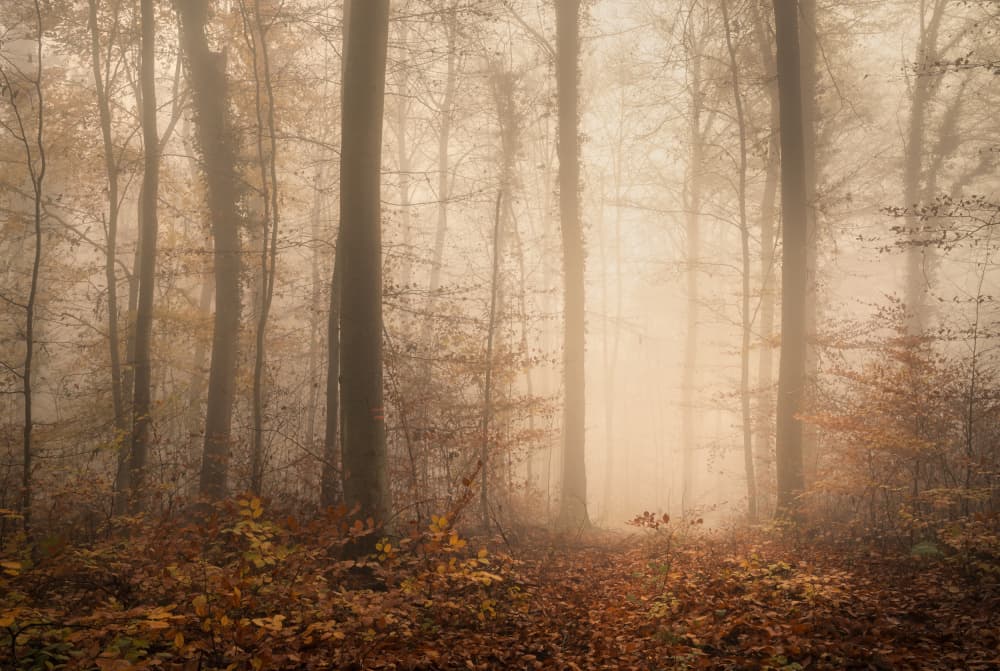 Misty Autumn Forest Path by Norbert Maier — canvas wall art