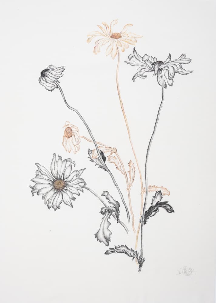 Elegant Fading Daisies