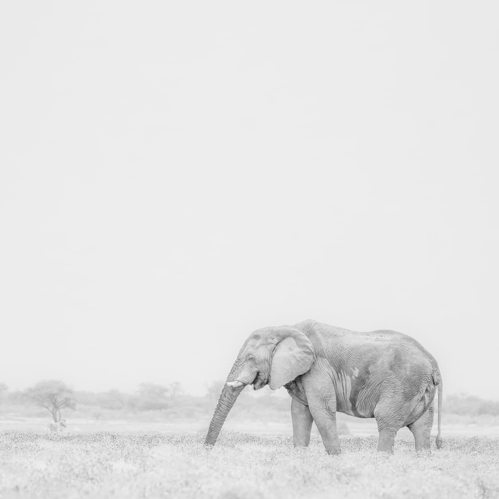 African Elephant Serenity by Peter Schoeman — canvas wall art