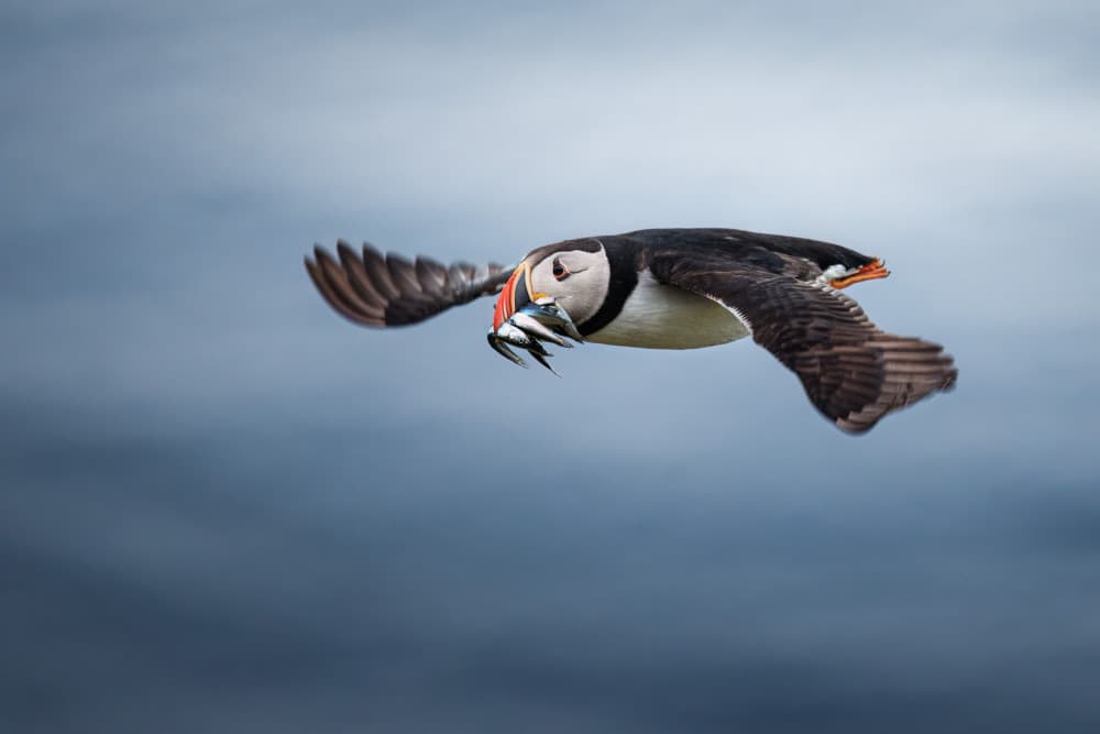 Puffin's Fresh Catch by Magnus Renmyr — canvas wall art