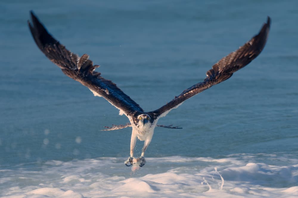 Osprey's Ocean Catch by John Fan — canvas wall art