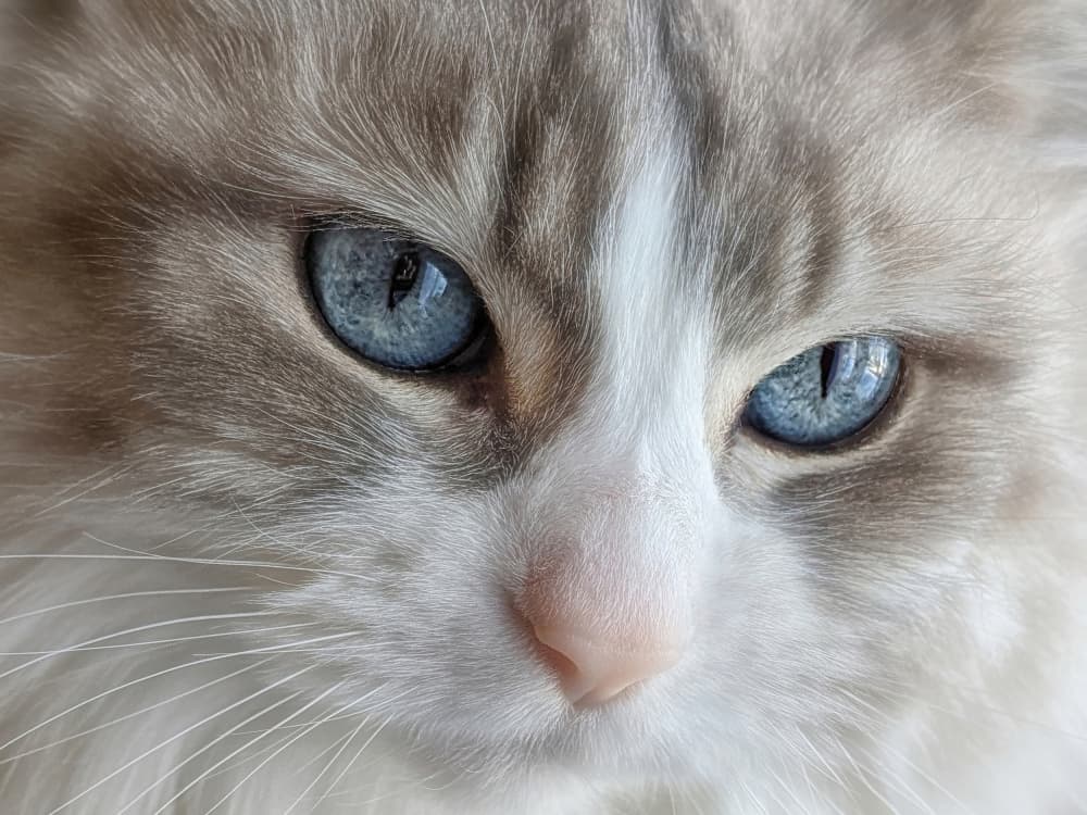 Piercing Blue Cat Eyes by Lucie Gagnon — canvas wall art