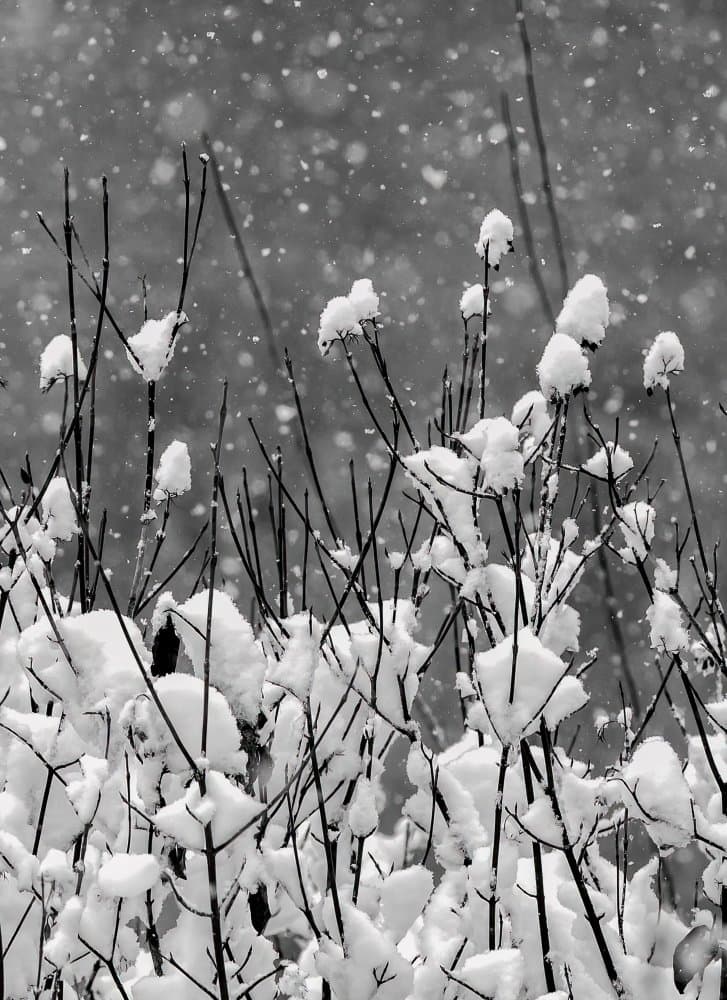 Winter Snow Branches by Ugur Erkmen — canvas wall art