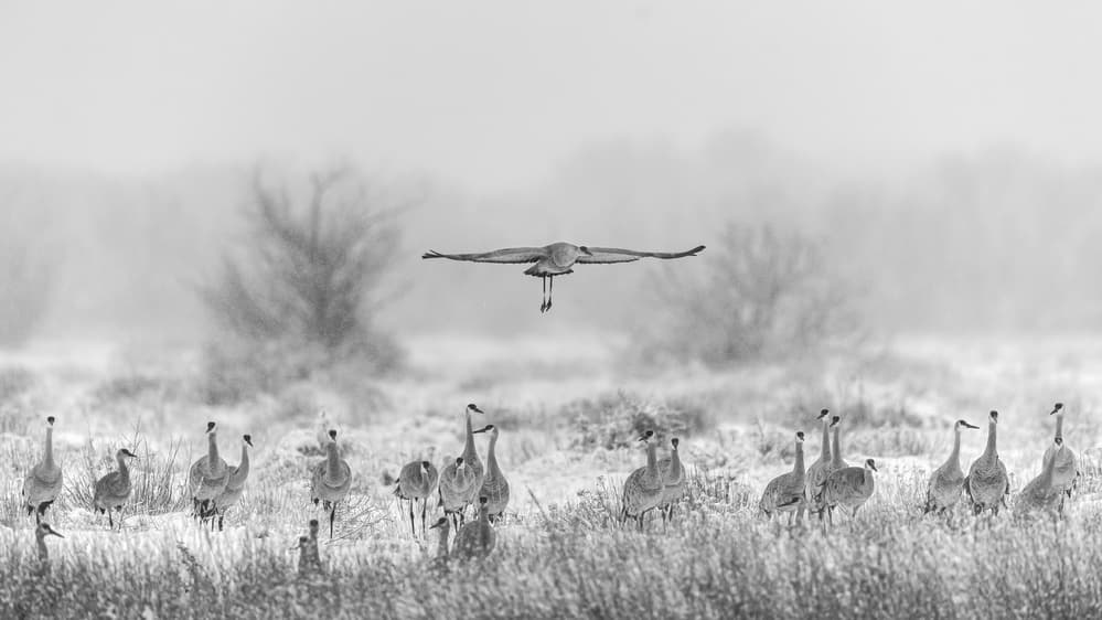 Misty Crane Field by Qingsong Wang — canvas wall art