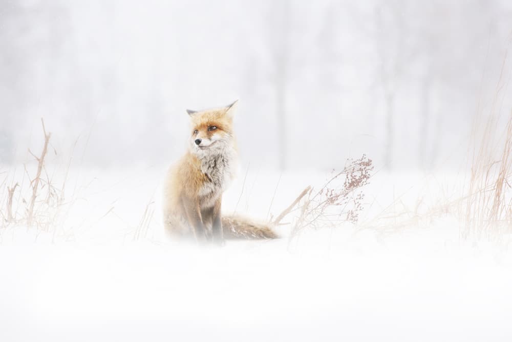 Red Fox In Winter Snow by Doris Reindl — canvas wall art