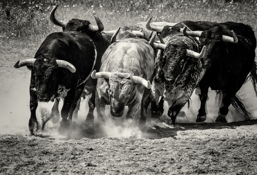 Wild Bulls Running by Jaap Koer — canvas wall art
