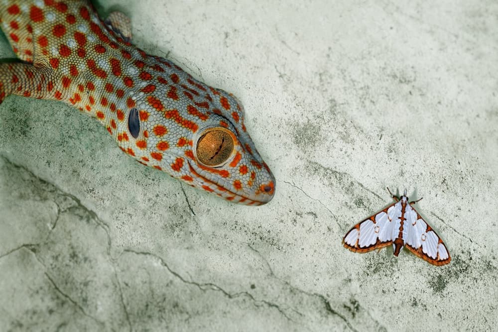 Gecko And Moth Encounter by Jimmy Hoffman — canvas wall art