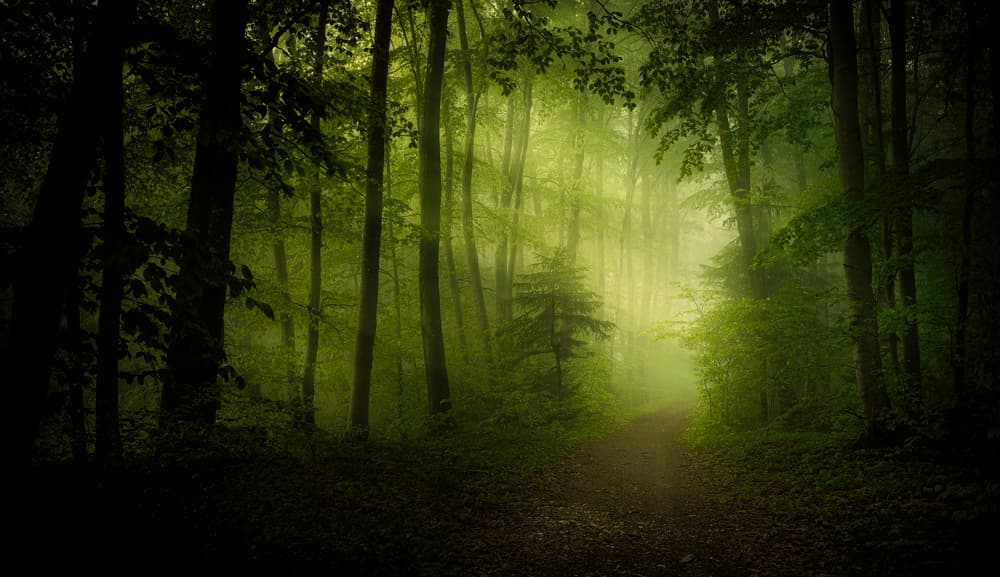 Sunlit Woodland Path by Norbert Maier — canvas wall art