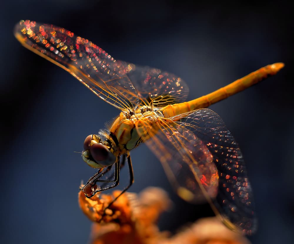 Sunlit Dragonfly Wings by Thierry Dufour — canvas wall art