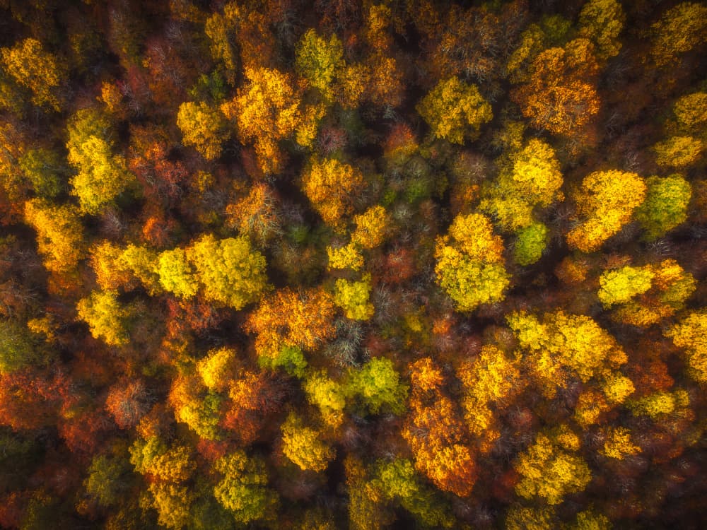 Aerial Autumn Forest by Carlos Gonzalez — canvas wall art