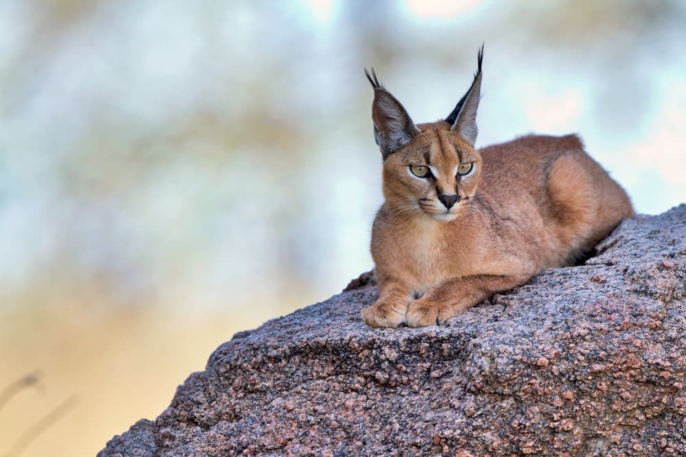 Wild Caracal on Rock by Alessandro Catta — canvas wall art
