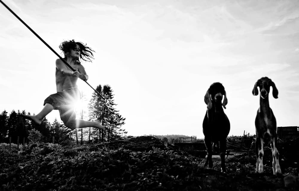 Playful Leap and Goats by Claude Brazeau — canvas wall art