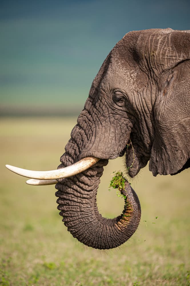 Majestic Elephant Grazing by Massimo Felici — canvas wall art