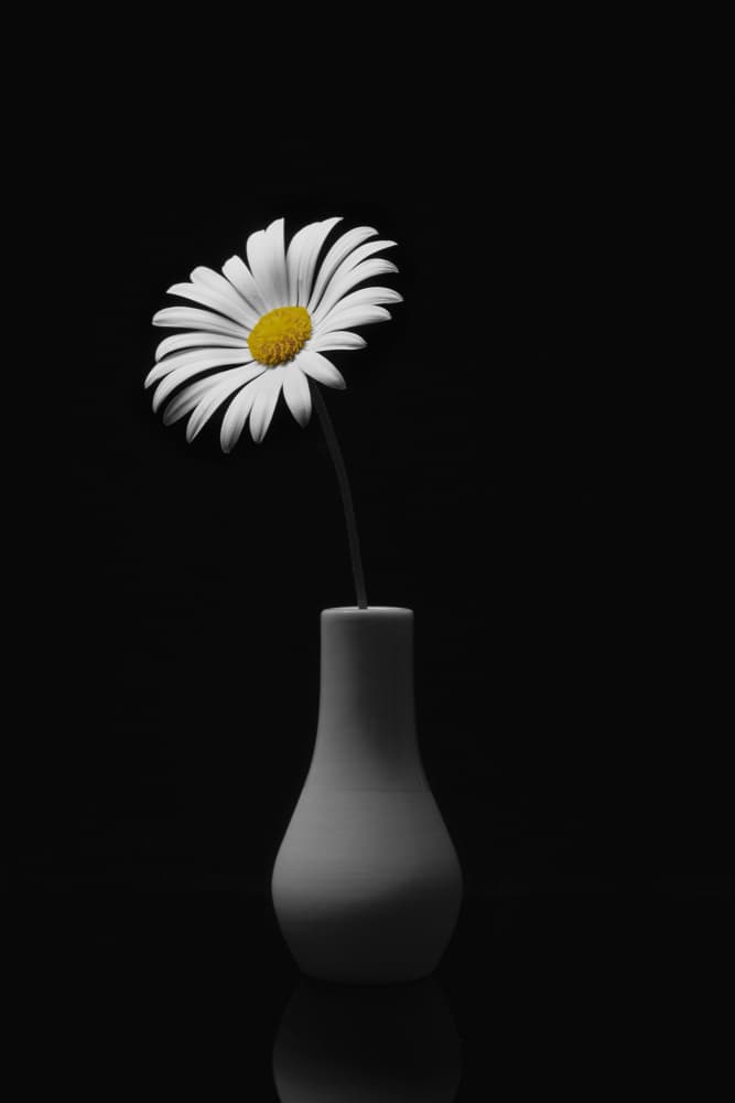 Minimalist Daisy Vase by Frank Ulrich Gandenberger — canvas wall art