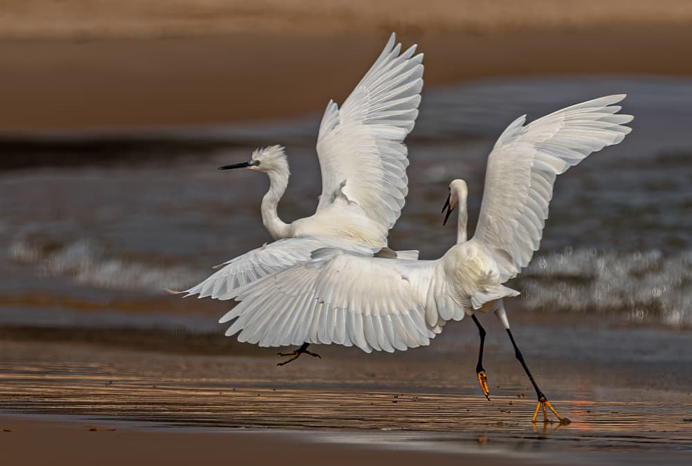 Graceful Egrets Flying by Charlaine Gerber — canvas wall art