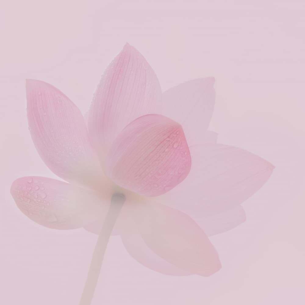 Soft Pink Lotus by Satoshi Hatsumori — canvas wall art
