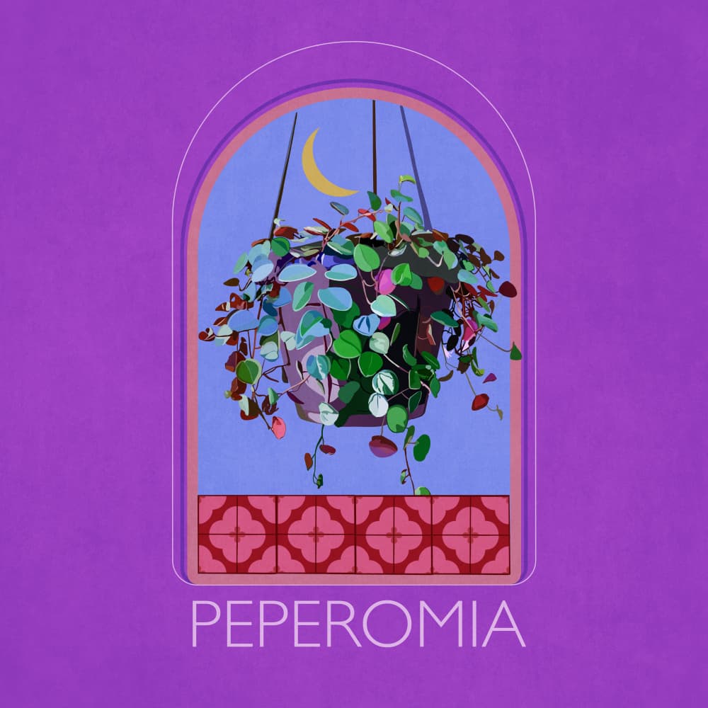 Green Sets Peperomia by Emel Tunaboylu — canvas wall art