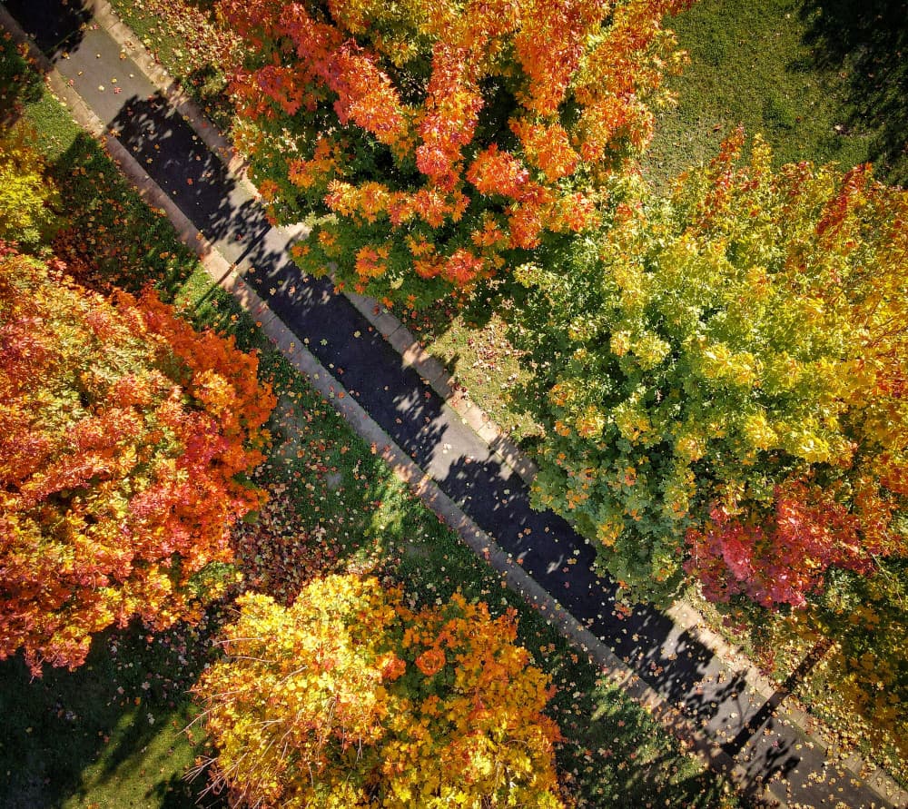 Vibrant Autumn Path by Barhamji — canvas wall art