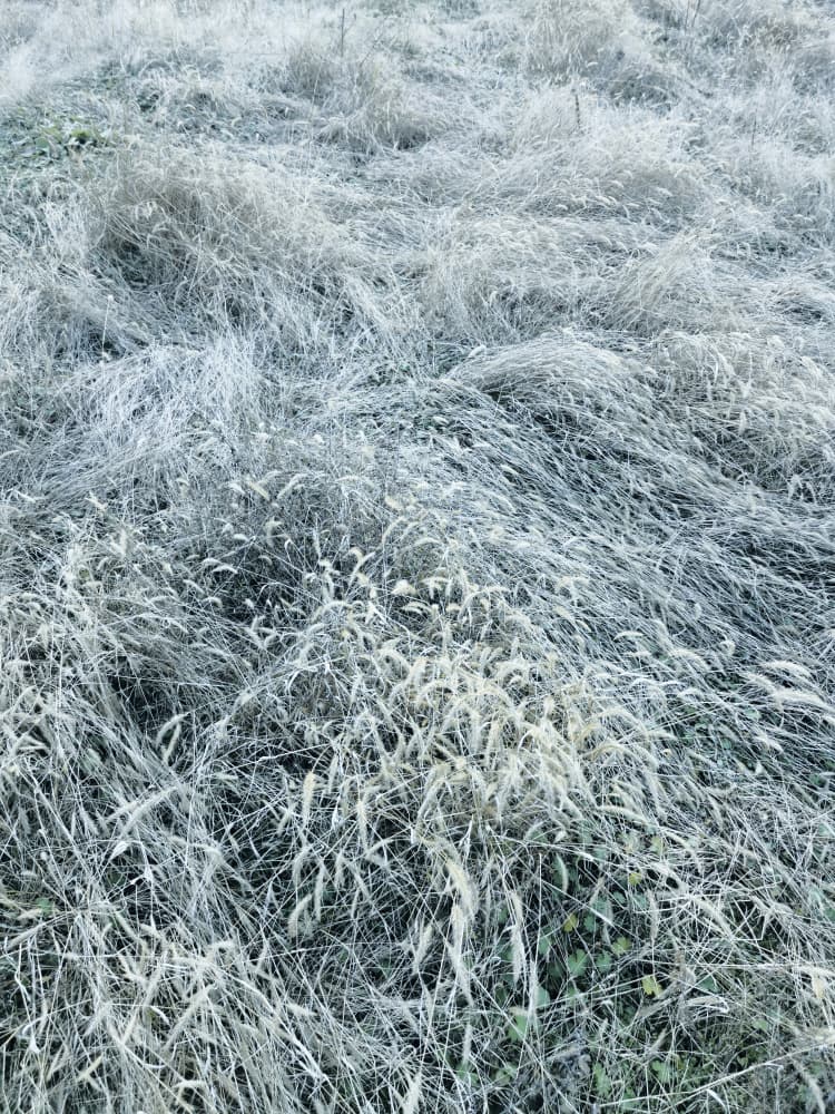 Frosted Winter Grass by Angelo Cerantola — canvas wall art