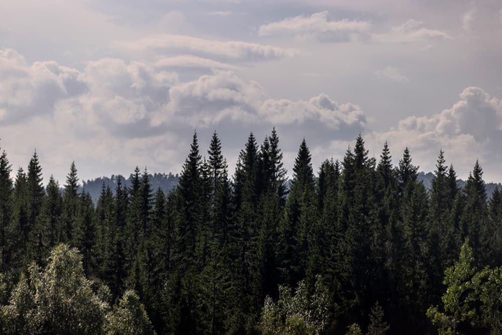 Mystical Forest Scene 4 by Mareike Böhmer — canvas wall art