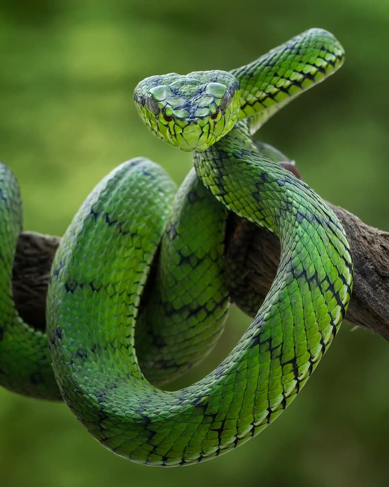 Emerald Viper Stare by Tantoyensen — canvas wall art