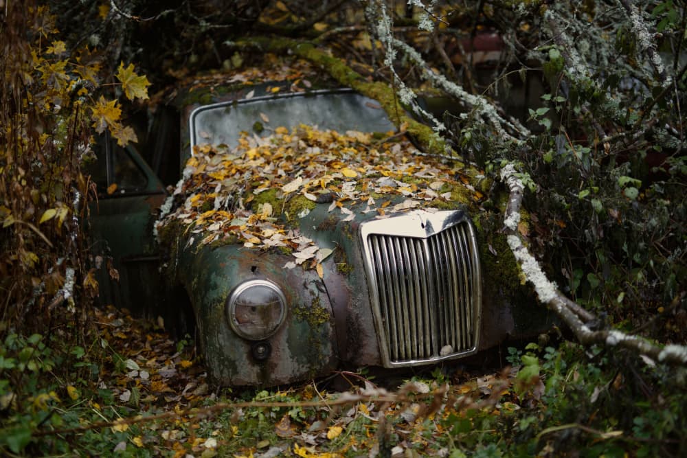 Forgotten Forest Classic by Łukasz Małkiewicz — canvas wall art