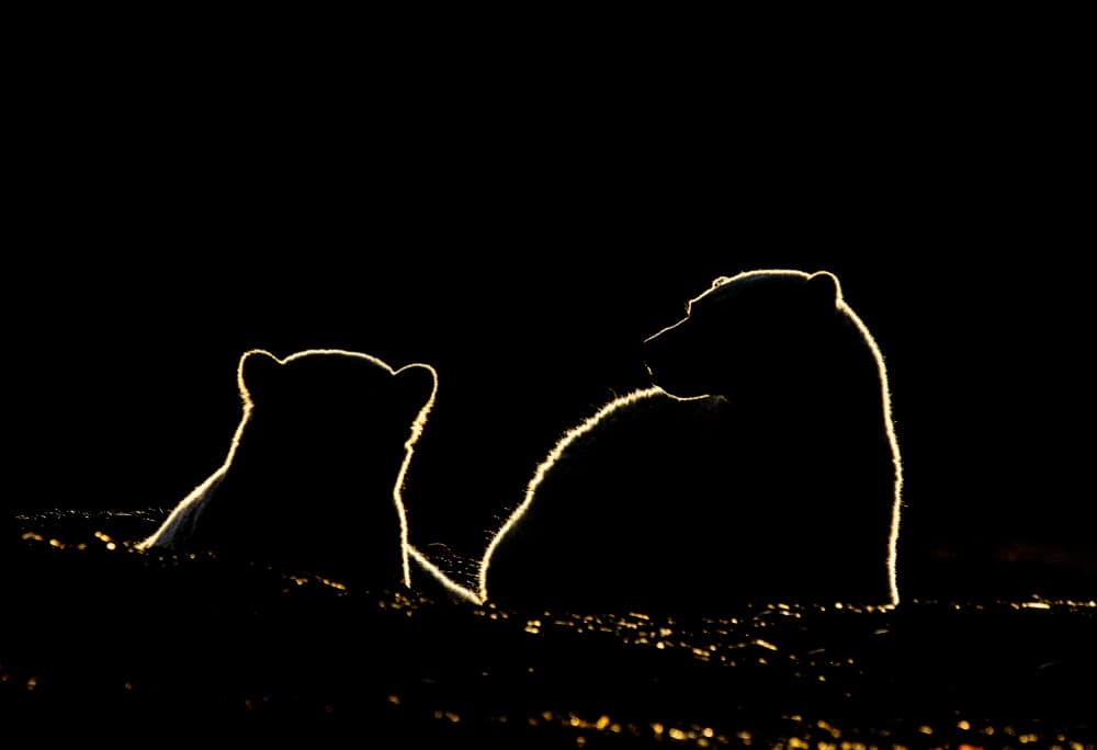 Mother and Cub Golden Glow by Manish Nagpal — canvas wall art