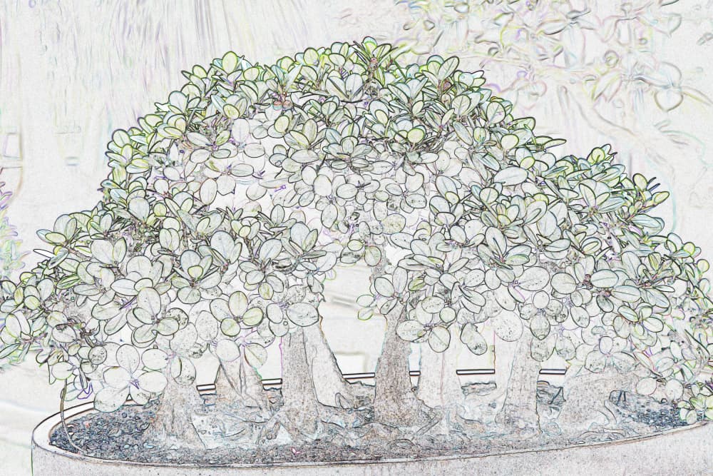 Serene Bonsai Sketch by Santhosh ch — canvas wall art