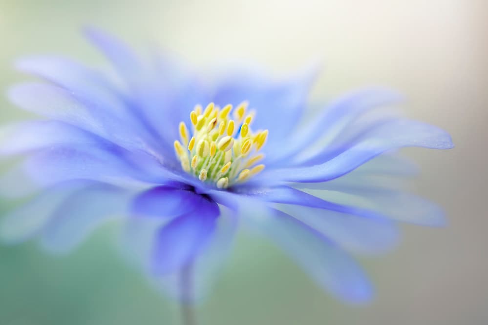 Blue Dreamy Bloom by Jacky Parker — canvas wall art