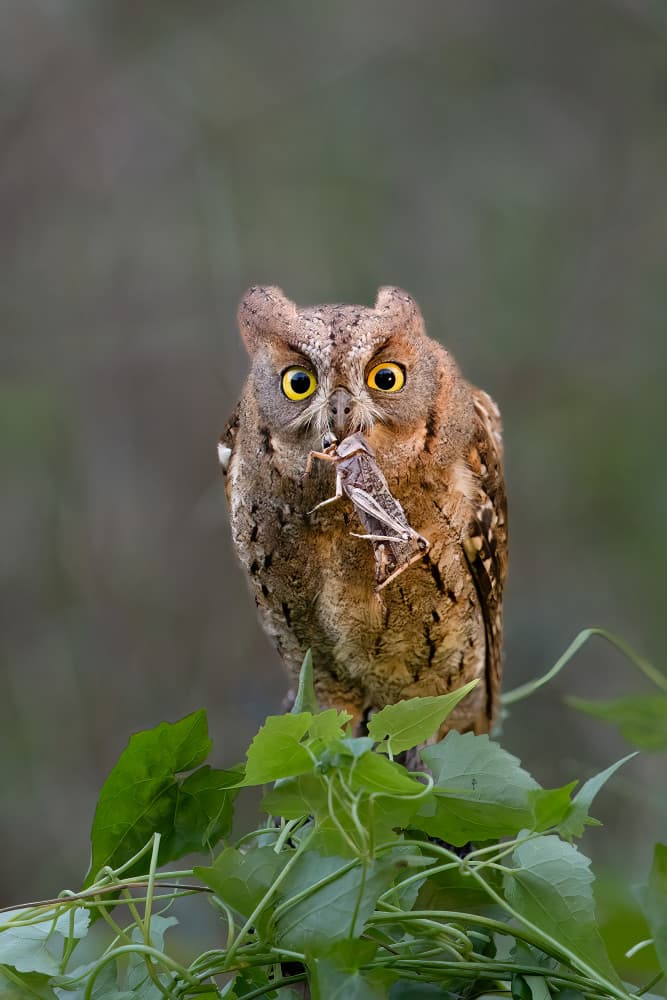 Owl And Grasshopper by Bill Lu — canvas wall art