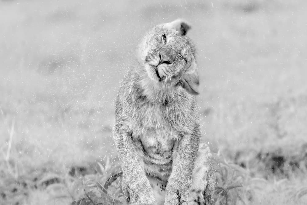Wet Lion Cub Shakes by Jun Zuo — canvas wall art