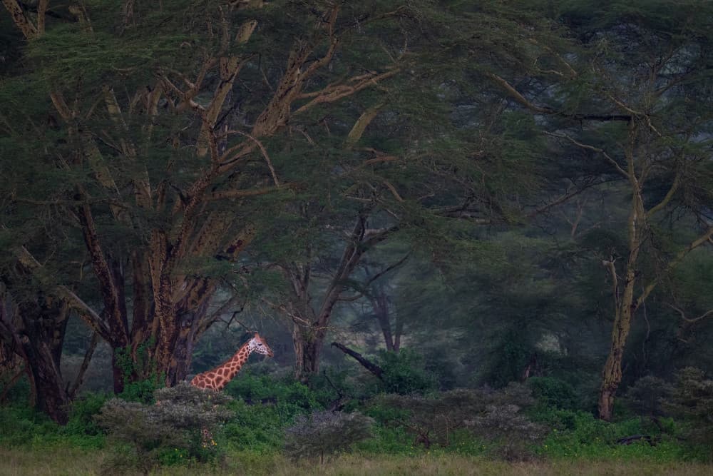 African Forest Giraffe by Luigi Ruoppolo — canvas wall art