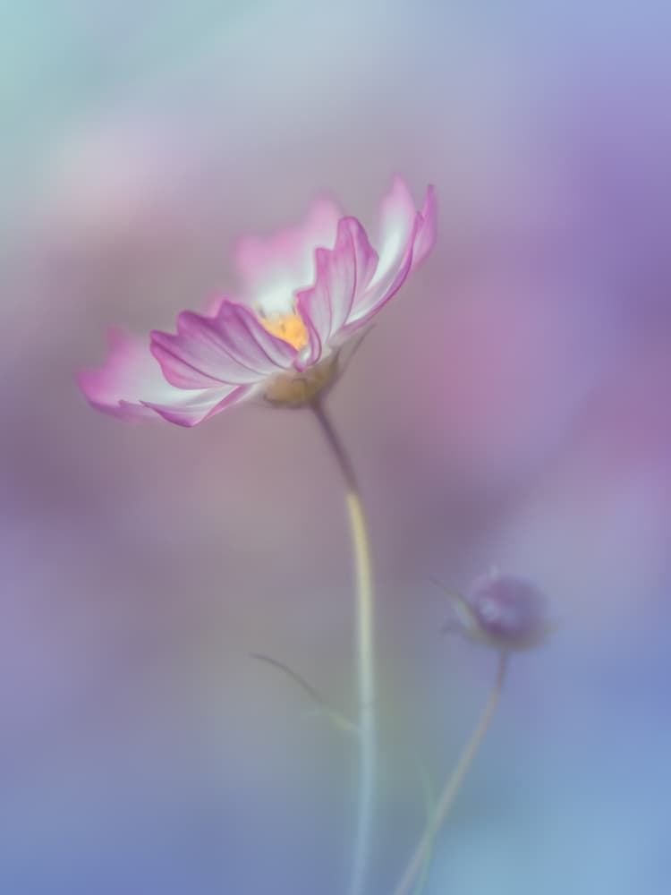 Soft Pink Cosmos by Miyako Koumura — canvas wall art