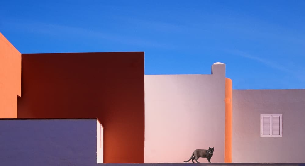 Cat on Colorful Walls by Erik Engström — canvas wall art