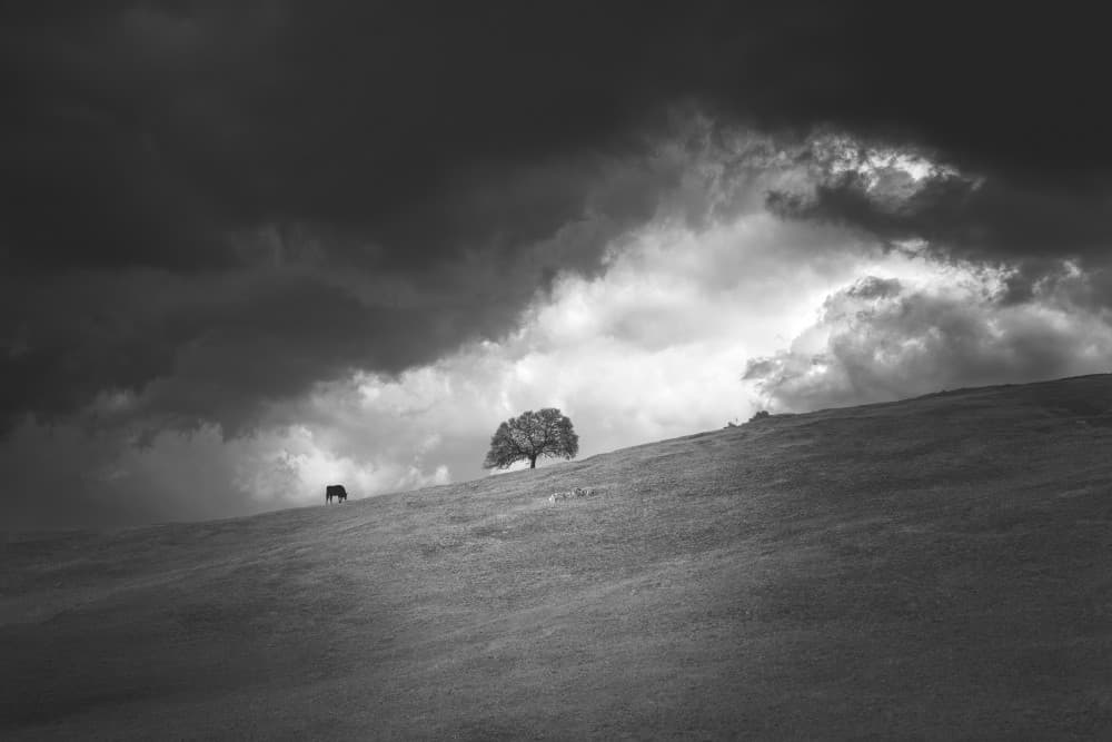 Dramatic Sky Lone Tree by Rong Shu — canvas wall art