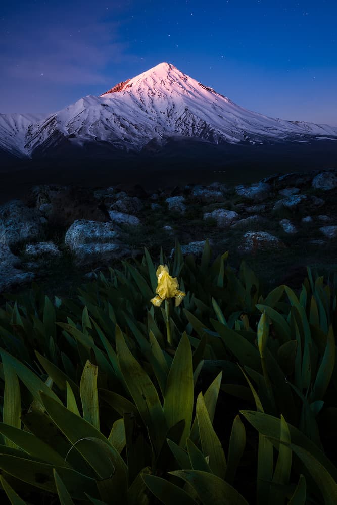 Starry Peak Yellow Iris by Majid Behzad — canvas wall art