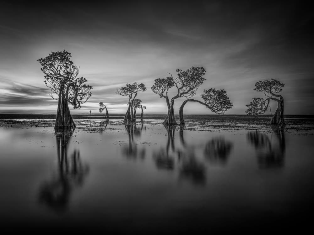 Mangrove Tree Reflections by Irene Wu — canvas wall art