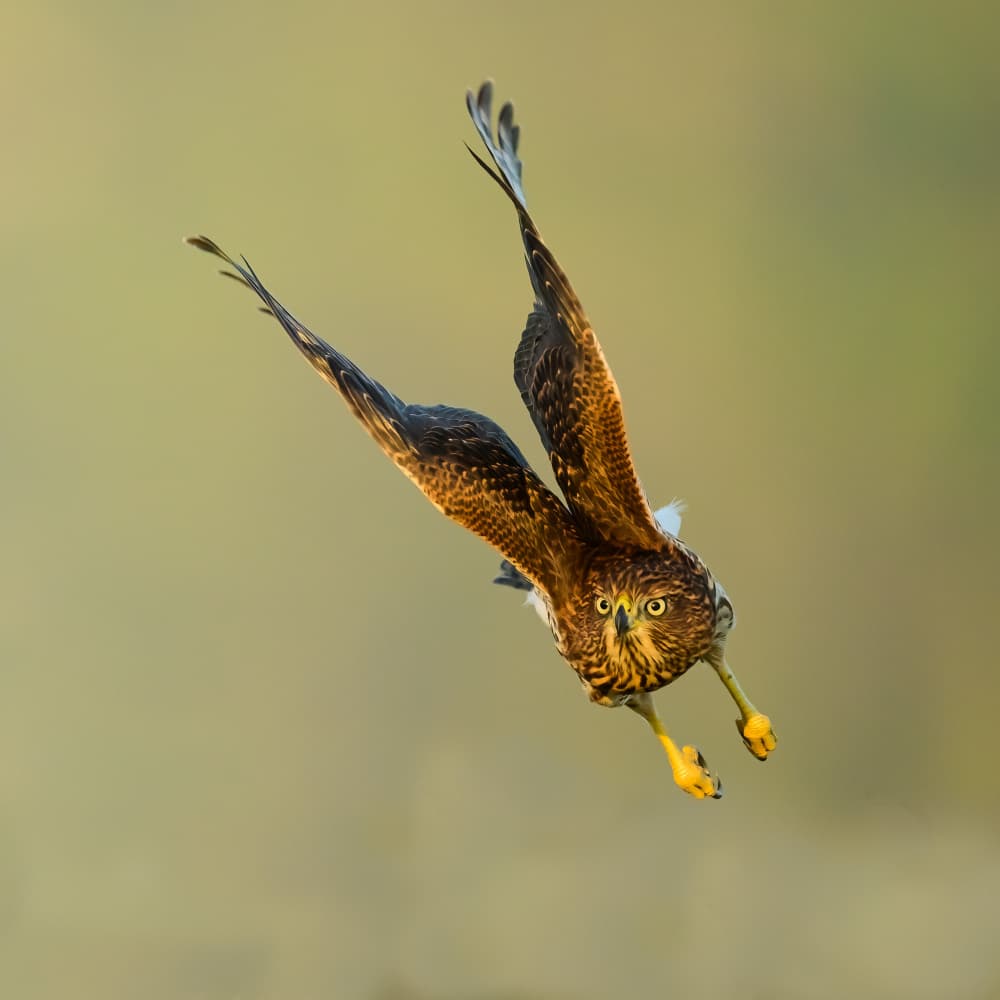 Focused Hawk in Flight by Moses Wang — canvas wall art