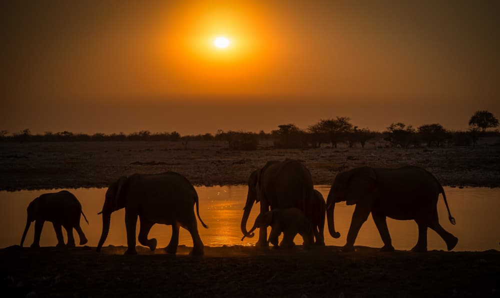 Elephant Family Sunset by Isam Telhami — canvas wall art