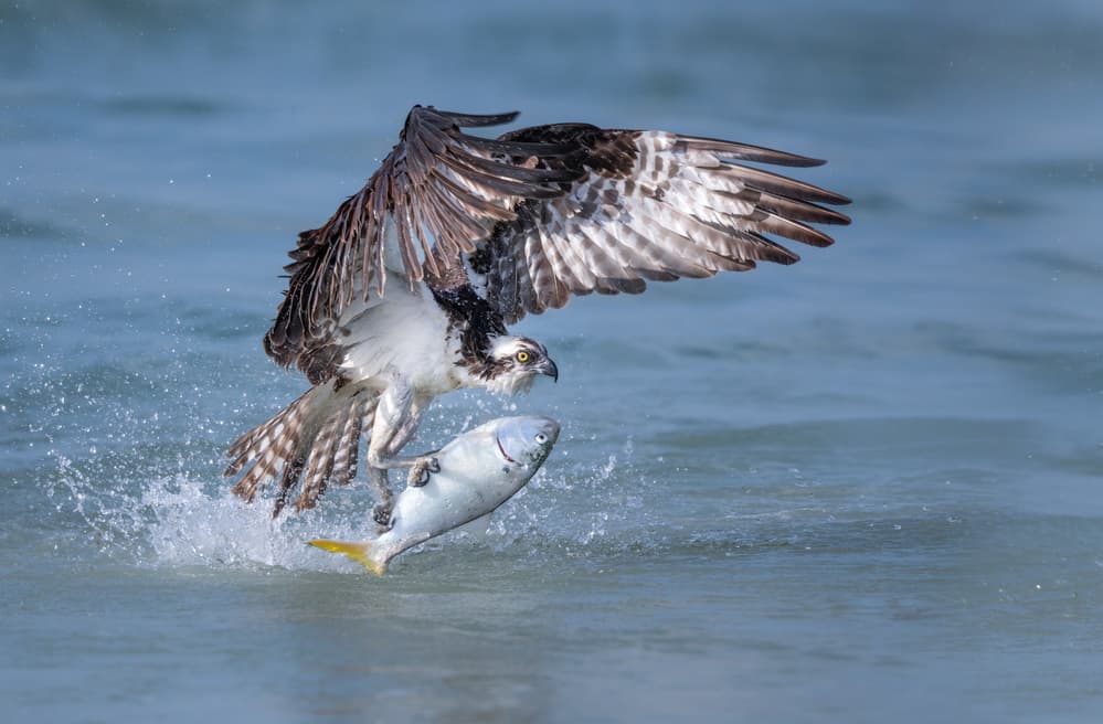 Osprey Catches Fish by Greg Barsh — canvas wall art